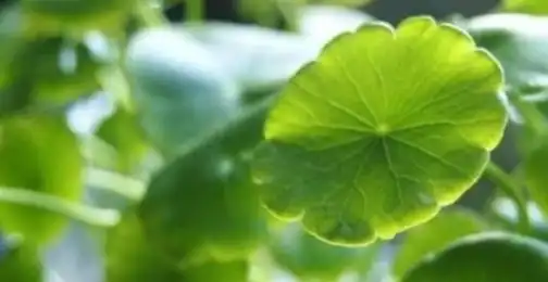 How to Use Gotu Kola Extract Powder Daily